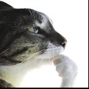 Profile picture Mondas